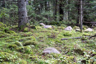 moss ile eski Orman ağaçları ve güneş ışınlarının kaplı