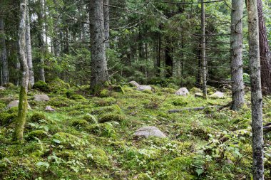 moss ile eski Orman ağaçları ve güneş ışınlarının kaplı