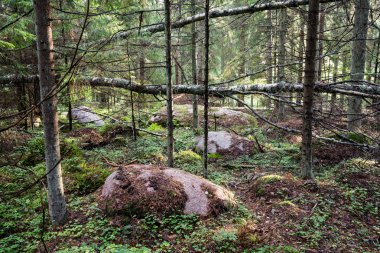 moss ile eski Orman ağaçları ve güneş ışınlarının kaplı