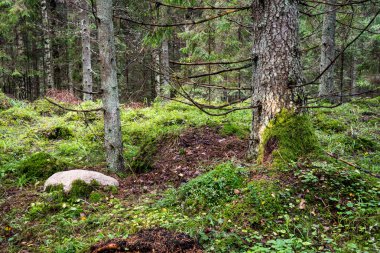 moss ile eski Orman ağaçları ve güneş ışınlarının kaplı