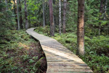 moss ile eski Orman ağaçları ve güneş ışınlarının kaplı