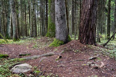 moss ile eski Orman ağaçları ve güneş ışınlarının kaplı