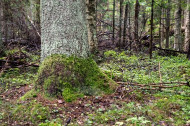 moss ile eski Orman ağaçları ve güneş ışınlarının kaplı