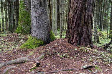 moss ile eski Orman ağaçları ve güneş ışınlarının kaplı