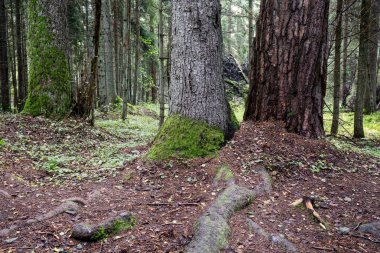 moss ile eski Orman ağaçları ve güneş ışınlarının kaplı