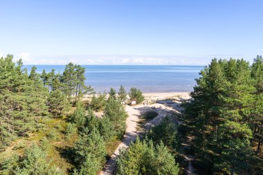 eski ağaç gövdeleri su ile plaj manzarası