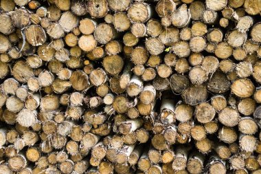 Ladin ormanı içinde yığın odun