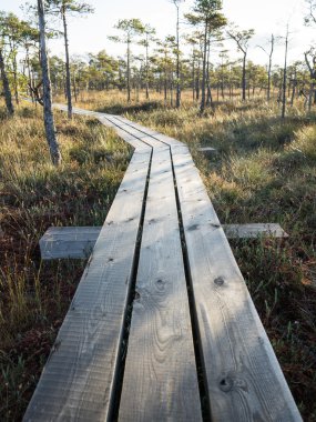 Bataklık üzerinde ahşap patika