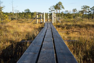 Bataklık üzerinde ahşap patika