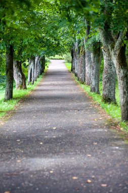 Sabahları puslu yol
