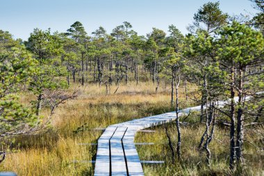 sisli bataklık Gölü'nün güzel sakin manzara