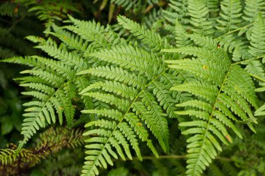 yeşil yeşillik arka plan