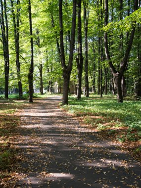 Güneş ışınlı orman yolu