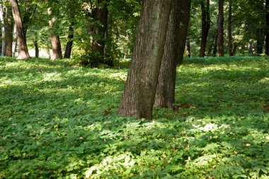 Güneş ışınlı orman yolu