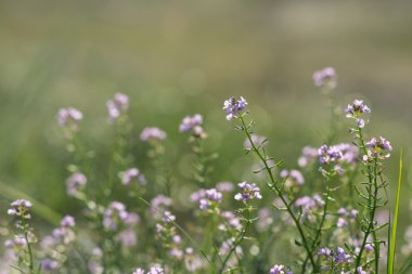 güzel odak ihale çiçekler ile arka plan bulanıklık.
