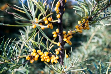 kırsal kesimde Güz deniz bucktorn çilek