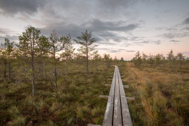 Bataklık üzerinde ahşap patika