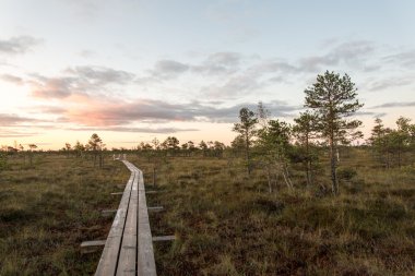 Bataklık üzerinde ahşap patika