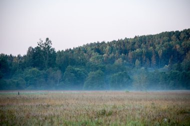 puslu alanları ve yaz aylarında yağmur sonra meadows