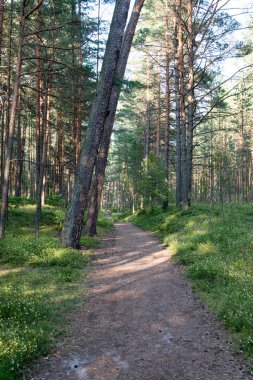 Denizde kum tepelerini yakınındaki ormanda iz