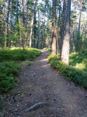 Denizde kum tepelerini yakınındaki ormanda iz