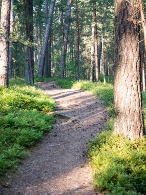Denizde kum tepelerini yakınındaki ormanda iz