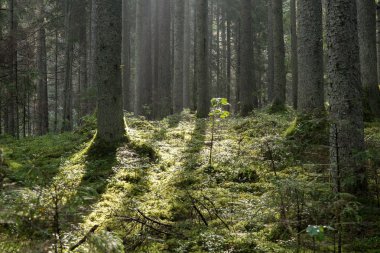 sisli orman ve çayır yaz yağmur sonra