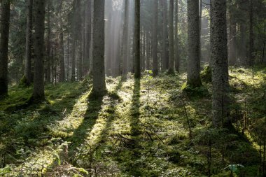 sisli orman ve çayır yaz yağmur sonra