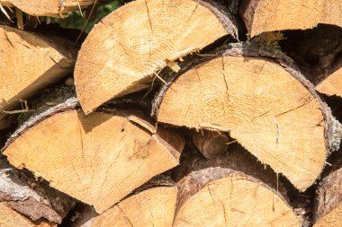 Ladin ormanı içinde yığın odun