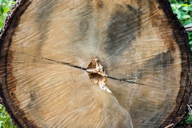 ağaç yakın çekim sawed