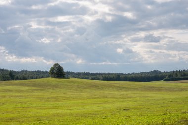 çok sarı alanda yalnız ağaç
