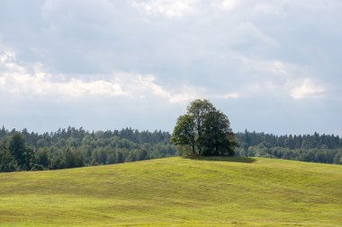 çok sarı alanda yalnız ağaç