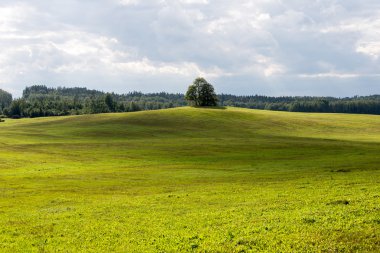çok sarı alanda yalnız ağaç