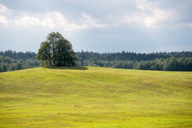 çok sarı alanda yalnız ağaç