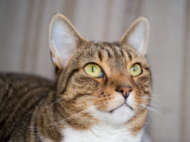 yerli kedi yakın çekim vurdu