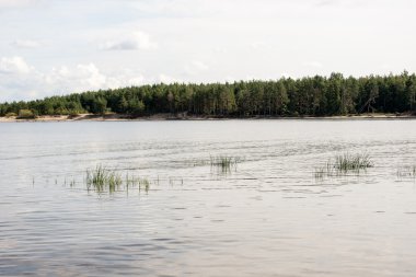 bitkilerde su ve mavi gökyüzü ile plaj manzarası