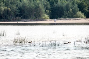 bitkilerde su ve mavi gökyüzü ile plaj manzarası