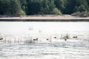 bitkilerde su ve mavi gökyüzü ile plaj manzarası