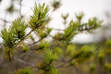güzel yeşil bitkilerle closeup arka plan bulanıklık