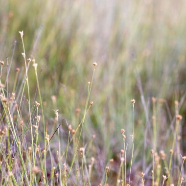 arka plan bulanıklık closeup ile güzel yeşil çimen