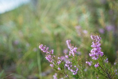 güzel yeşil bitkilerle closeup arka plan bulanıklık