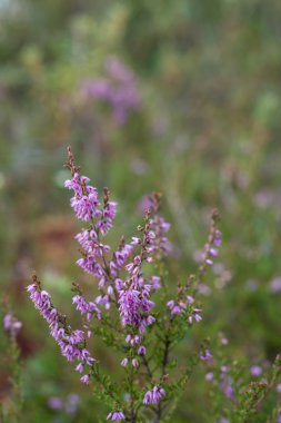 güzel yeşil bitkilerle closeup arka plan bulanıklık