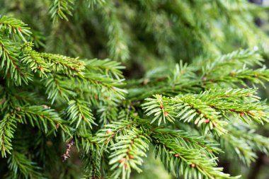 çam ağacı dalları arka plan bulanıklık