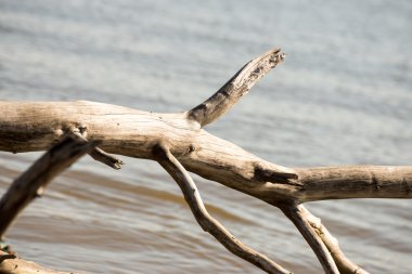 eski ağaç gövdeleri su ile plaj manzarası