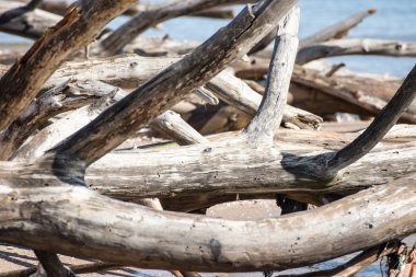 eski ağaç gövdeleri su ile plaj manzarası