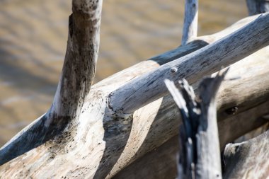 eski ağaç gövdeleri su ile plaj manzarası