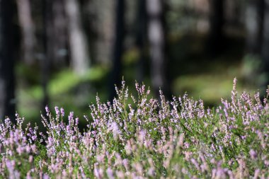 Bokeh ile sonbahar fundalığı