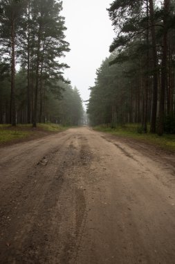 Sabahın erken saatlerinde puslu köy yolunda