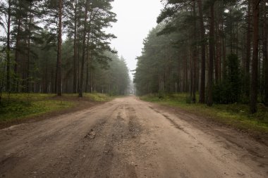 Sabahın erken saatlerinde puslu köy yolunda
