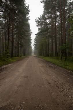 Sabahın erken saatlerinde puslu köy yolunda